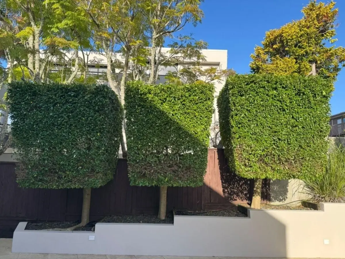 The same standard hedge trees trimmed into crisp, square heads