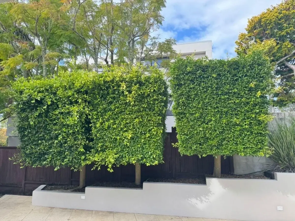 Overgrown standard hedge trees on a raised planter before trimming