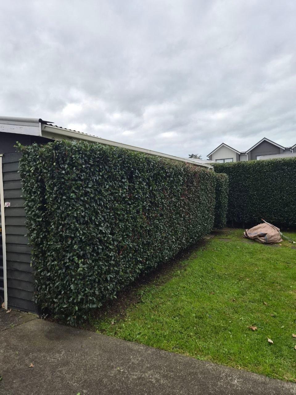 A tall, freshly trimmed hedge with flat faces beside a mown lawn